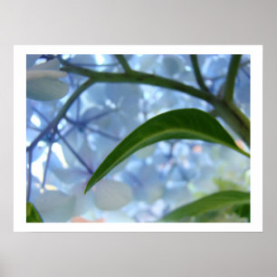 Flores de Hortênsia Azul Impressões de Arte Fina F