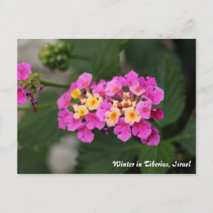 Flores De Inverno Em Tiberias, Cartão Postal De I