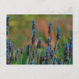 Flores de Lavanda Azul Roxo Cartão Postal