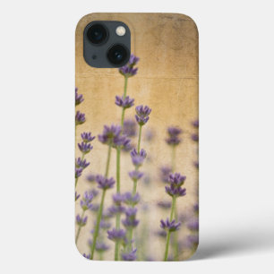Flores de Lavanda bonito