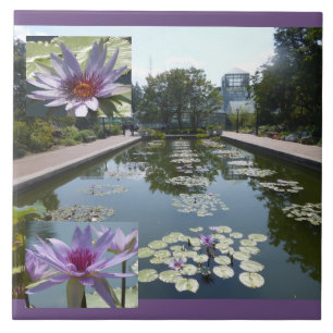 Flores de Lótus Roxo em Azulejo de Cerâmica do Lag