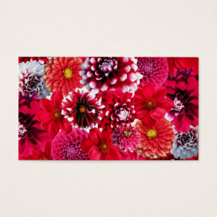 Flores de Magenta Magenta-Rosa Negrito Dahlia Flor