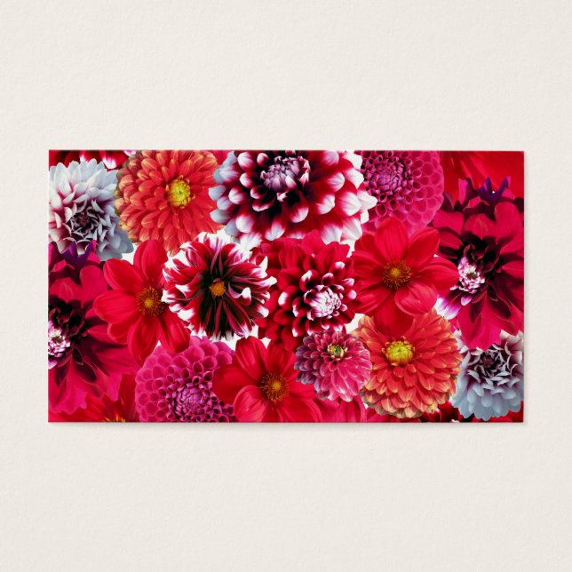 Flores de Magenta Magenta-Rosa Negrito Dahlia Flor (Frente)