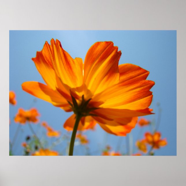 Flores de Margarida Laranja Impressões de Arte Flo (Frente)