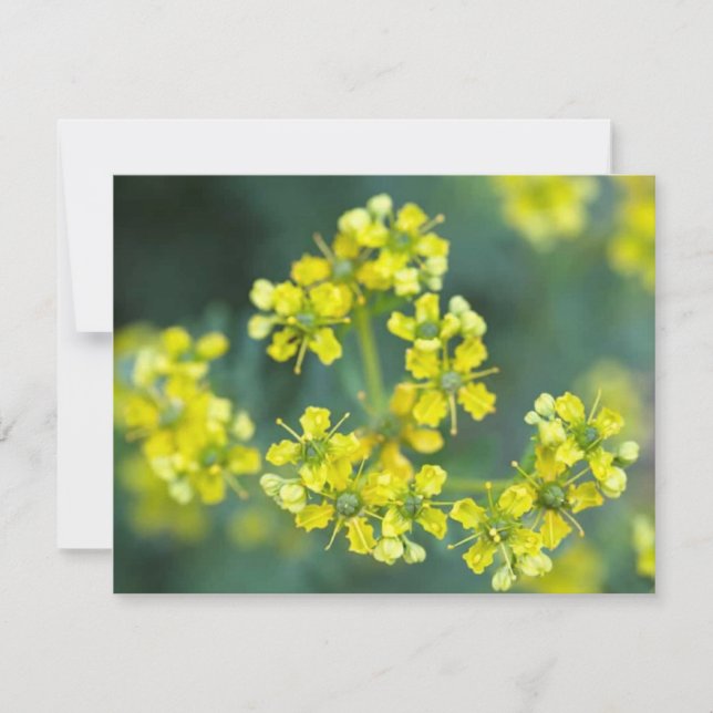Flores de Mostarda, Cartão de Saudação (Frente)