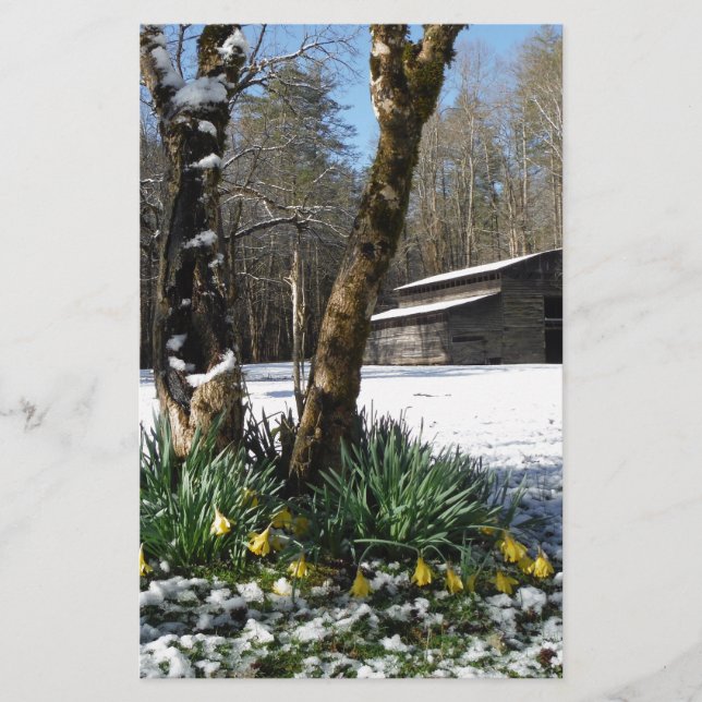Flores de narciso na neve (Frente)