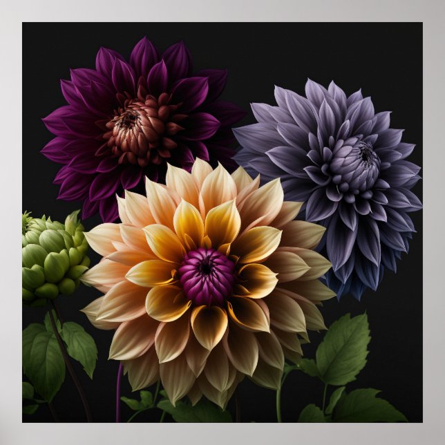 Flores de poster Dahlia (Frente)