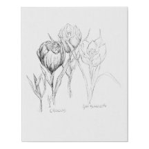 Flores de primavera- Crocus