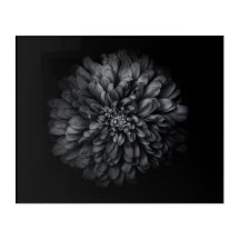 Flores De Quintal A Preto E Branco No 68