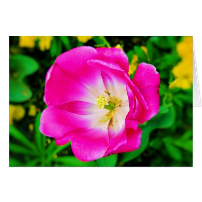 Flores de Ruas. James Park, Londres - Cartão de Va (Frente Horizontal)