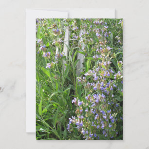 Flores de Sage Azul Convites Personalizados