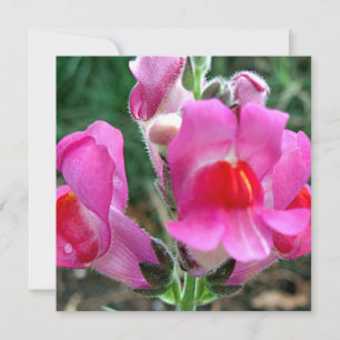 Flores de Snapdragon Rosa