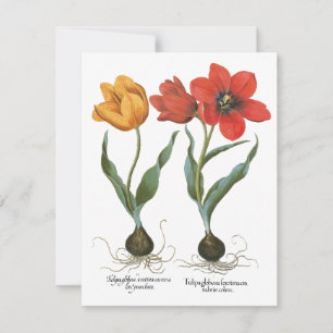 Flores de Tulipa da Primavera Vintage por Basilius