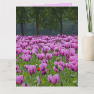 FLORES DE TULIPS ROÚPTICOS CARTÕES GRANDES DE ANIV