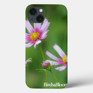 Flores do cosmos