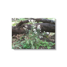 Flores e Impressão de Canvas de de  de Log