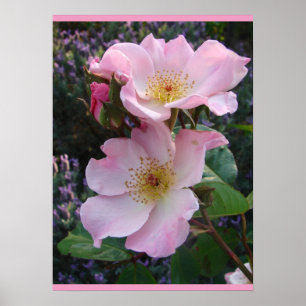 Flores Florais Rosa,, cor-de-rosa, Poster de Foto