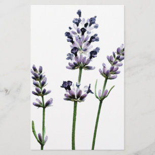 Flores florais roxas de Lavendar Pastel