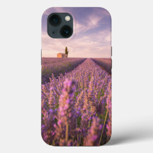 Flores França Lavanda do Sul