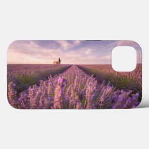 Flores   França Lavanda do Sul