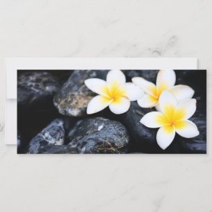 Flores Frangipani