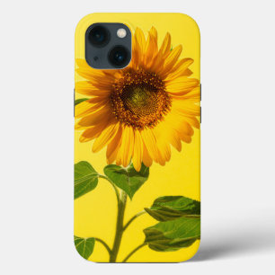 Flores Girassol em amarelo