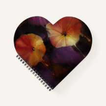 Flores Gloriosas da Manhã