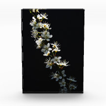 Flores Hawthorn Pbcnm