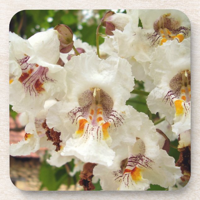 Flores índias de árvores de feijão Duro Porta copo (Frente)