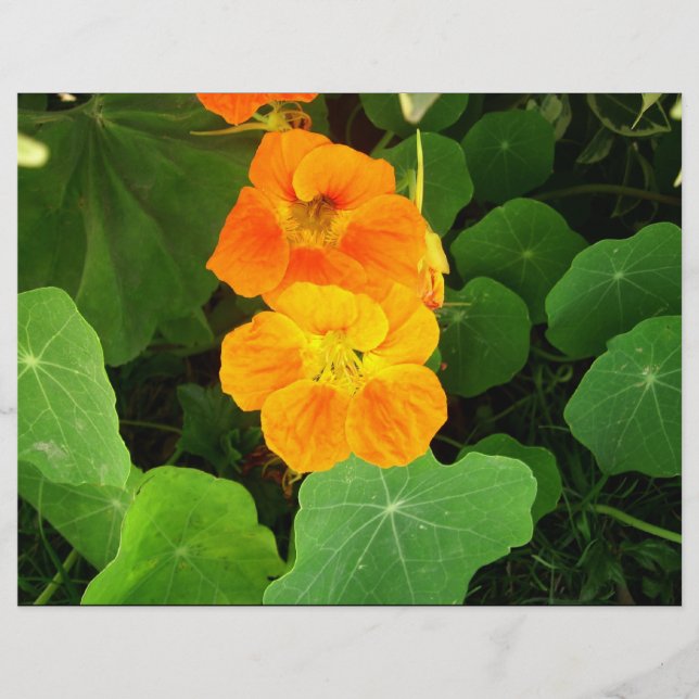 Flores laranja (Frente)