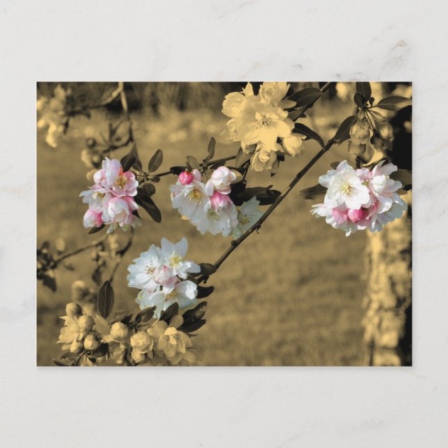 Flores no cartão da flor do Sepia (Frente)