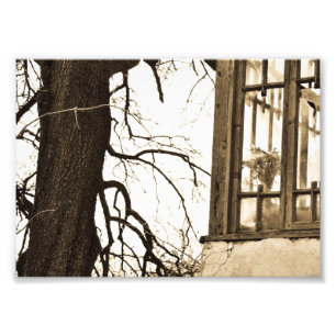 Flores no impressão velho da foto da casa