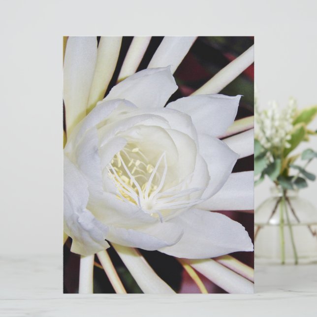 Flores Noturnas (Em pé/Frente)