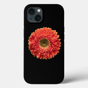 Flores Orange Gerbera Daisy