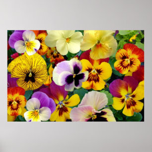 Flores Pansy ~ Poster