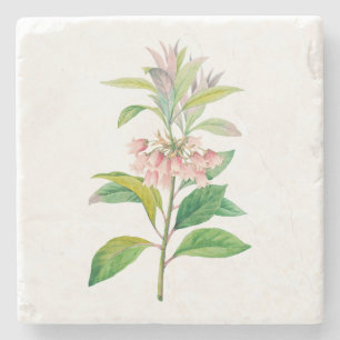 Flores: Porta copos de pedra - Redvein Enkianthus