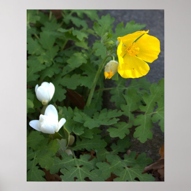 Flores Poster (Frente)