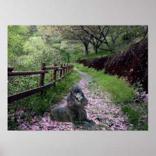 Flores pretas do poster da caniche