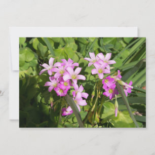 Flores Primavera cor-de-rosa deliciosas