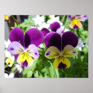 Flores Primavera de Jardim de Viola Roxa Poster