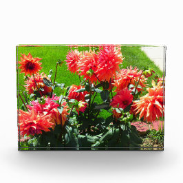 Flores Red Dahlia