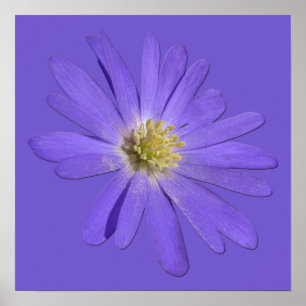 Flores Roxas Impressão Blue Daisies Art Poster