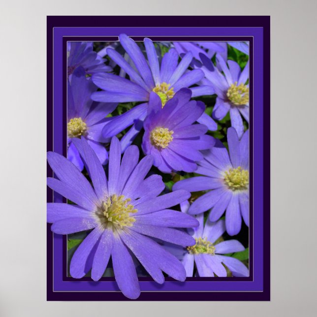 Flores Roxas Impressão Blue Daisies Art Poster (Frente)