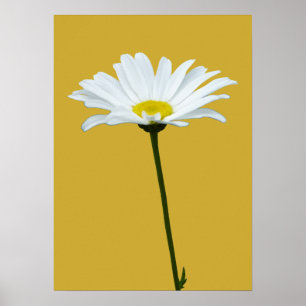 Flores Roxas Impressão Classic Daisies Poster Imp