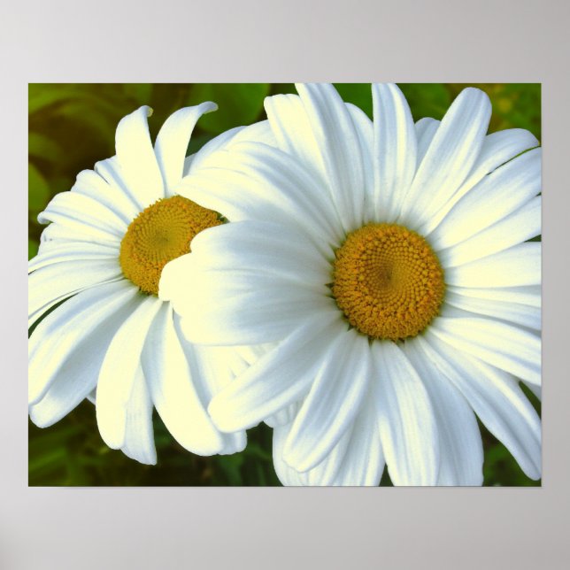 Flores Roxas Impressão Classic Daisies Poster Impr (Frente)