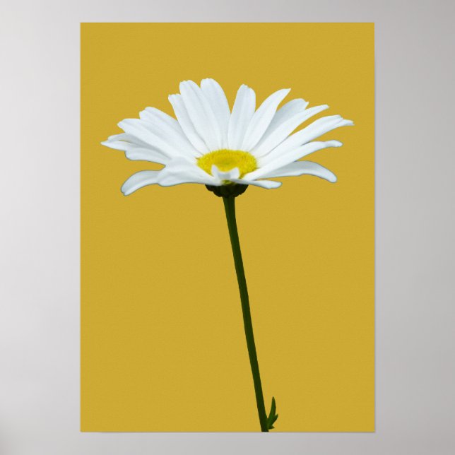 Flores Roxas Impressão Classic Daisies Poster Impr (Frente)