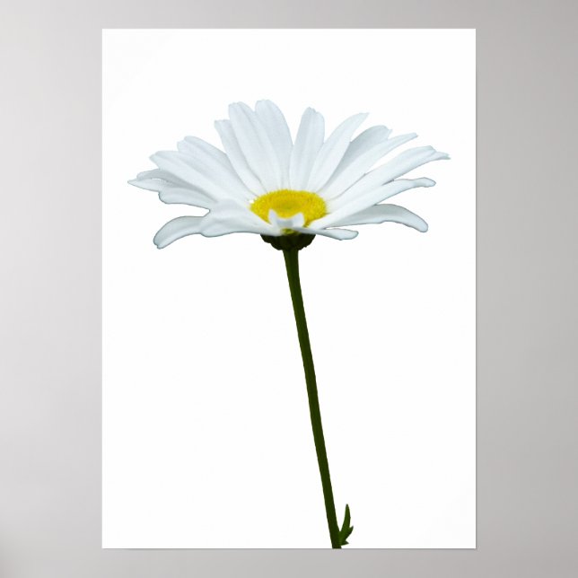 Flores Roxas Impressão Classic Daisies Poster Impr (Frente)