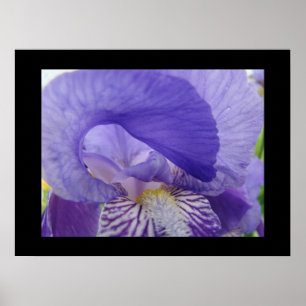 Flores Roxas Iris impressões de arte Iriss Floral
