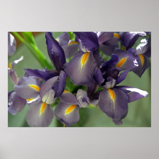 Flores Roxas Iris Poster (Frente)