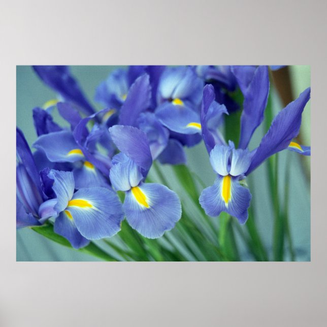 Flores Roxas Iris Poster (Frente)